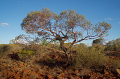 Eucalyptus websteriana