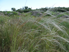 Stipa ucrainica