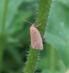 Clepsis lindebergi