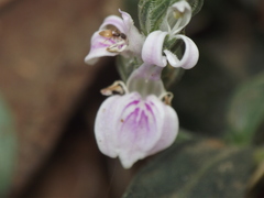 Rostellularia quinqueangularis