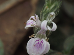 Rostellularia quinqueangularis