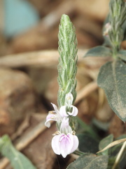 Rostellularia quinqueangularis