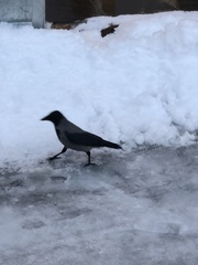 Corvus cornix