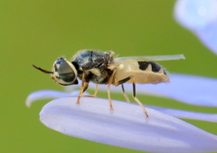 Oplodontha pulchriceps