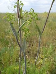 Ferula euxina