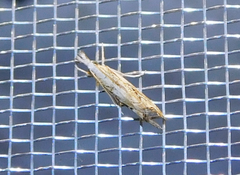 Platytes alpinella
