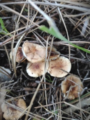 Agaricales