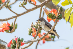 Saroglossa spilopterus