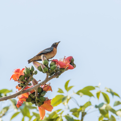 Saroglossa spilopterus