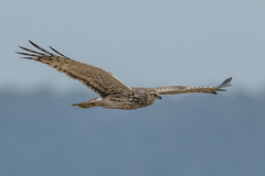 Pied Harrier photo 1