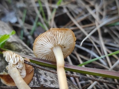 Agaricales
