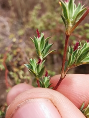 Cliffortia marginata