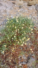 Anthemis scopulorum