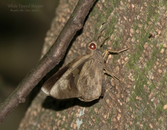 Erionota hiraca