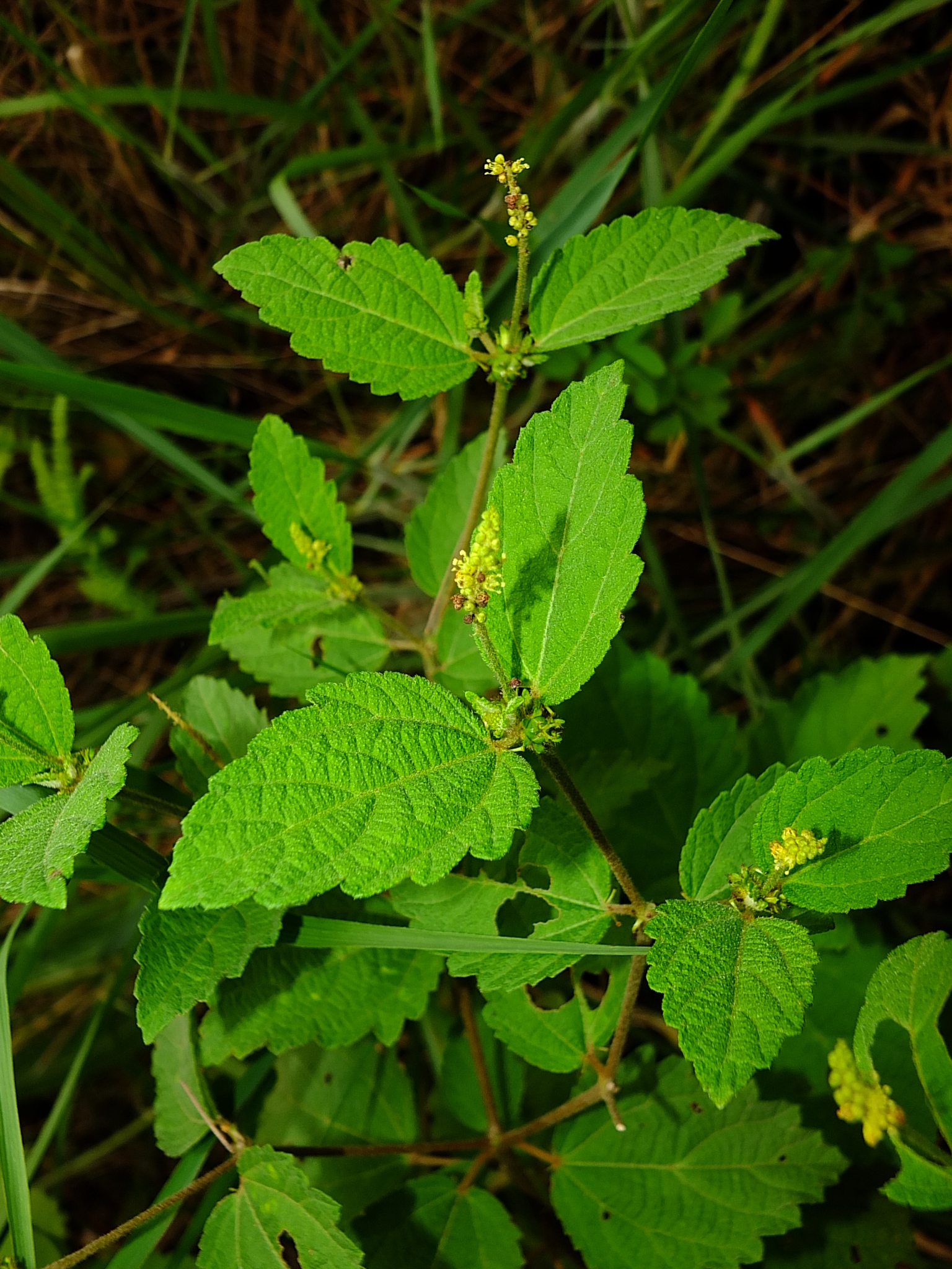 Croton macradenis