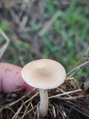 Clitocybe