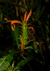 Aphelandra chamissoniana
