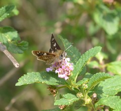 Dardarina salta