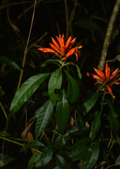 Aphelandra chamissoniana