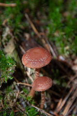 Tubaria confragosa