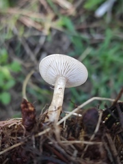 Clitocybe