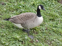 Branta canadensis