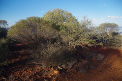Acacia quadrimarginea