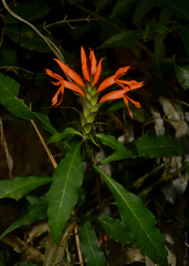 Aphelandra chamissoniana