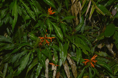 Aphelandra chamissoniana