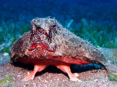Ogcocephalus nasutus