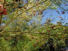 Psoralea imminens