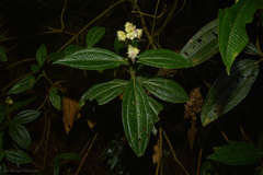 Miconia pubistyla