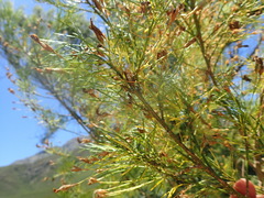 Psoralea imminens