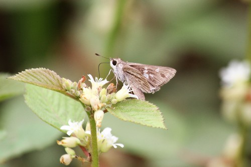 Lerodea gracia