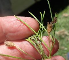 Psoralea imminens