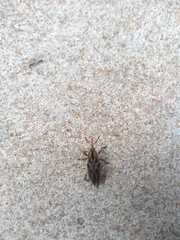 Metamasius hemipterus