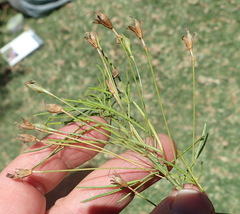 Psoralea imminens