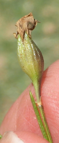 Image of Psoralea imminens by (c) Nicola van Berkel, some rights reserved (CC BY-SA)