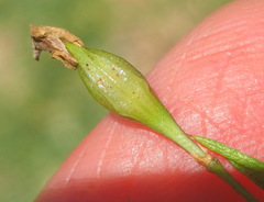 Psoralea imminens