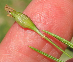 Psoralea imminens