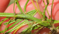 Psoralea imminens