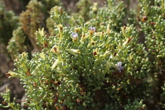 Nolana divaricata