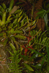 Vriesea vagans