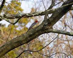 Melanerpes carolinus