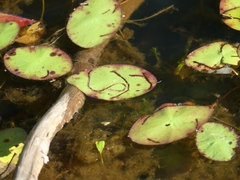 Polypedilum braseniae