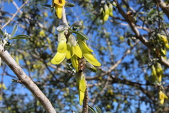 Anagyris foetida
