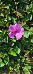 Ipomoea setifera