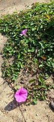Ipomoea setifera