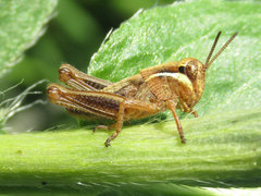 Melanoplus borealis