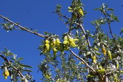 Anagyris foetida